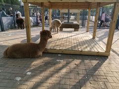 -长白岛森林公园