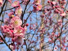 -梅花山(明孝陵内)