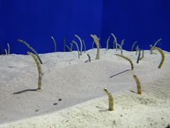 -上海海洋水族馆