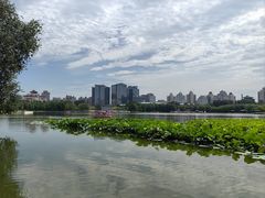 -莲花池公园