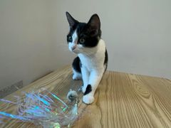 -有喵·猫咖·狗咖·30几只猫10只小狗(岗厦店)