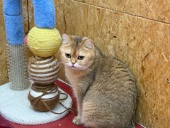 -和它·交个朋友·狗咖猫咖(爱琴海店)