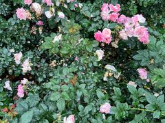 -人民公园(罗湖区)