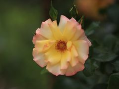 -国家植物园