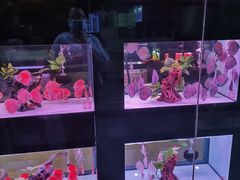 -中环花鸟鱼虫市场