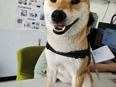 -艾吉宠物医院·疑难杂症转诊中心·猫友好(碧江路院)