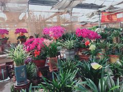 -秦美花卉(天朗·莱茵小城2期店)