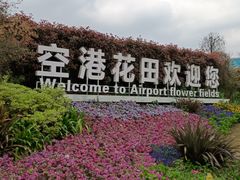 -空港花田景区