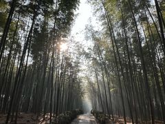 -大奇山国家森林公园