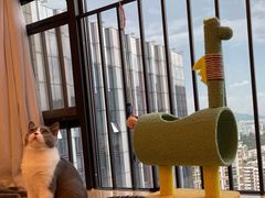 -lincat·猫舍(广州店)