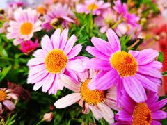 -百伦百货(简阳店)