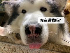 -more than meow吴止猫主题餐厅(承德 中船汇店)