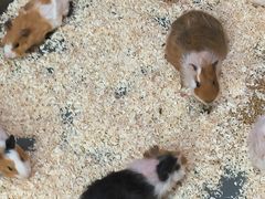 -上海大自然野生昆虫馆