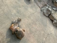 -荆州中山公园动物园