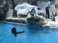 -帝企鹅自助餐厅•儿童岛•真企鹅(长隆企鹅酒店)