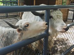 -长白岛森林公园