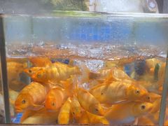 -头上红煨盐鸡·非遗院子餐厅