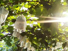 -马陆小张葡萄园农家乐