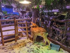 -正佳雨林生态植物园