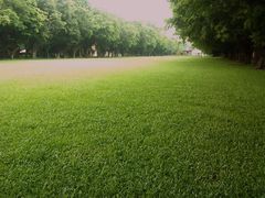 -中山大学学者灵芝(园南路店)