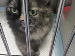 -安安宠医·安宠宠物医院