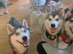 -Husky Go! 哈士奇体验馆·宠物咖啡厅狗咖