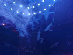 -烟台海昌鲸鲨海洋公园