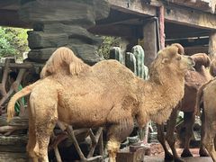 -长鹿旅游休博园