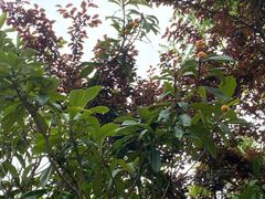 -上海崇明金茂凯悦酒店
