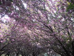 -洛阳市隋唐城遗址植物园