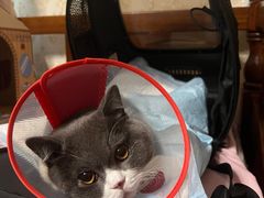 -瑞派长江宠物医院·猫科·外科·24小时夜护(谊城公寓分院)