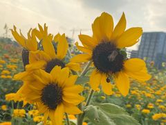 -映月湖中央公园