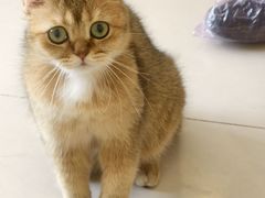 -平行世界·猫咖(首经贸店)
