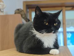 -是阿柴呀！柴犬咖啡·爱喵喵猫咖