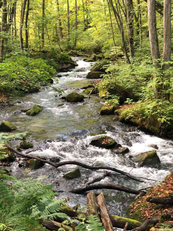 奥入濑溪流-"日本东北青森县最有名的自然景点的奥入濑溪.
