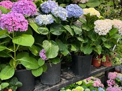 -溪岸路花鸟市场