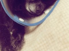 -瑞鹏宠物医院·爱宠堂·骨外专科(西荷分院)