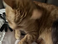 -唐小姐の猫狗洗护·购宠旗舰店(周浦万达店)