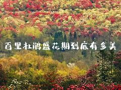 -贵州百里杜鹃风景名胜区