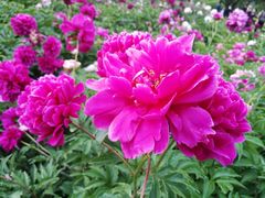 -长春公园(普阳街道)