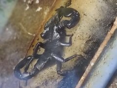 -上海大自然野生昆虫馆(东方明珠·爬宠昆虫探索中心)
