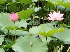 -荔湾湖公园