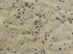 -红树林天天赶海