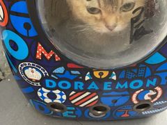 -喵汪萌宠屋旗舰店.洗澡美容.猫狗基地