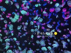 -珠海长隆海洋王国
