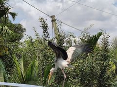 -新加坡飞禽公园