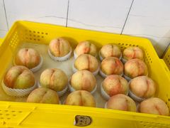 -老袁家蜜桃农场·阳山水蜜桃