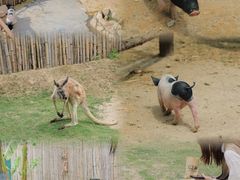 -泉州海丝野生动物世界