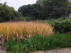 -成都市活水公园
