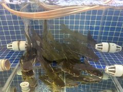 -雷山鱼酱酸汤鱼·酸汤牛肉(花果园T1区店)